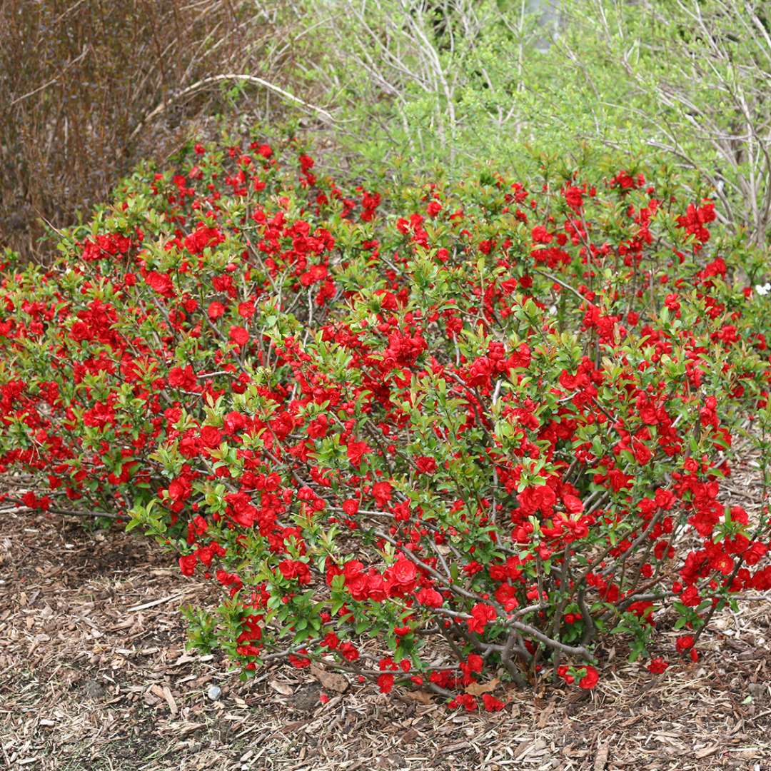 Double Take Scarlet quince in landscape